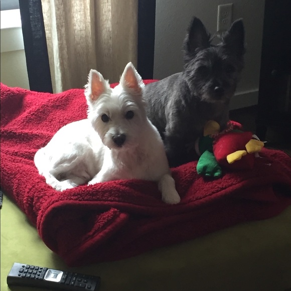 Meet your Posher, Milly! - Picture 2 of 3